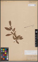 Foto von Salix cinerea L.